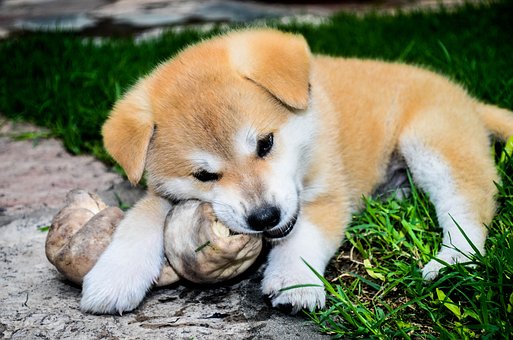 Akita Inu štěně