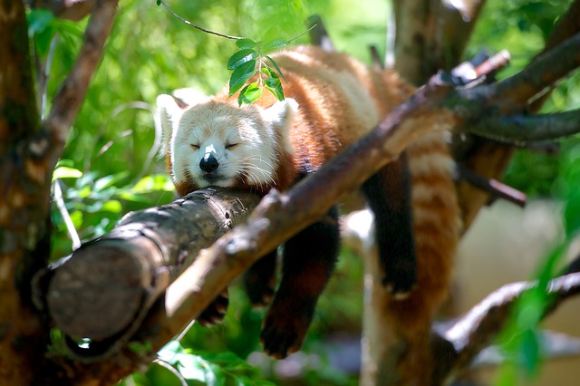 spící panda červená