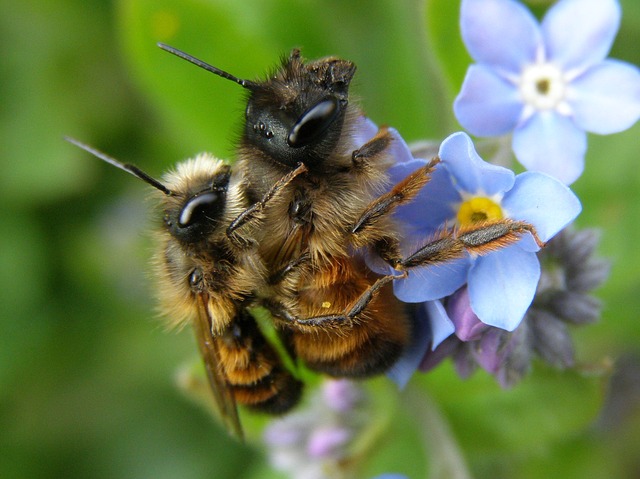 včely v přírodě