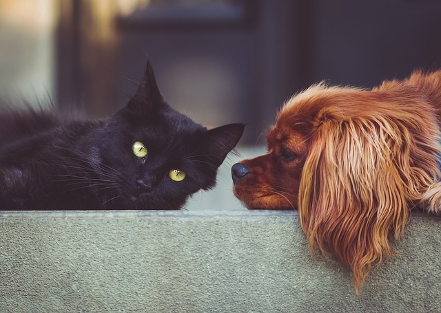 pes a kočka.jpg