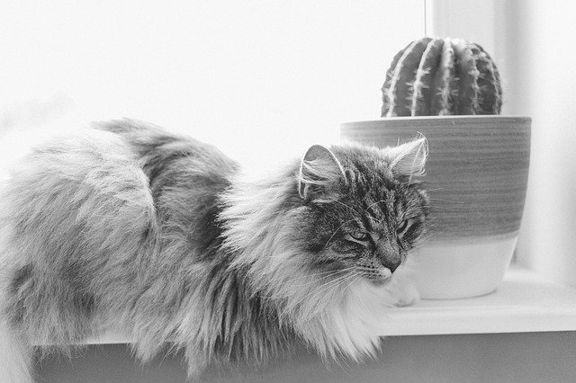 kočka u kaktusu